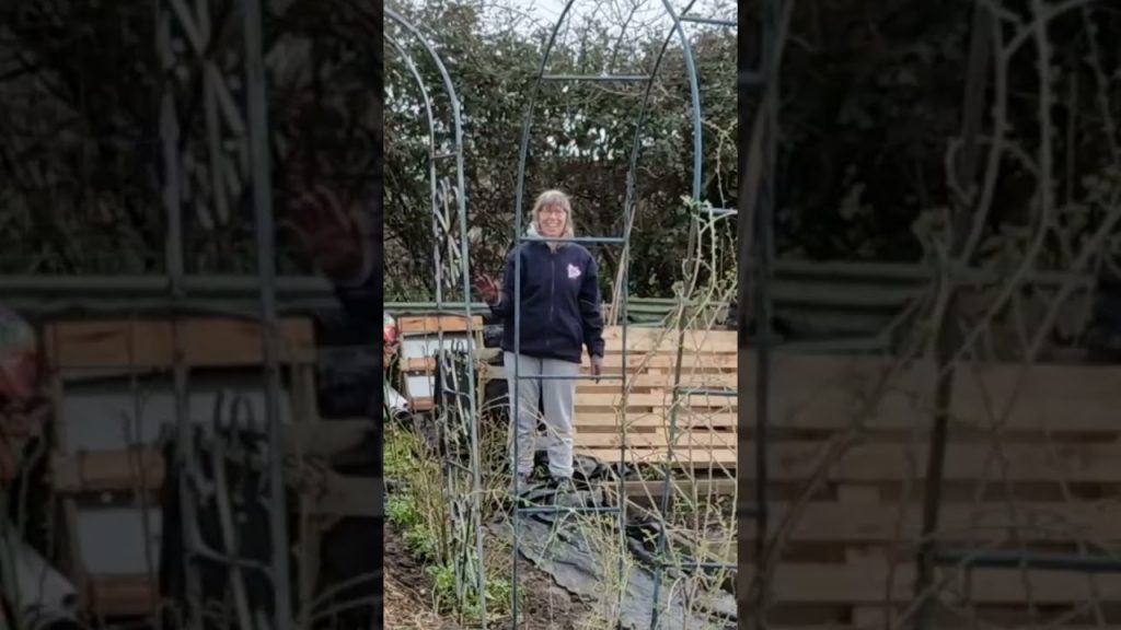 Update on Mother's Plot - Alfie's Agriculture #allotment #gardening #uk #shorts #diy