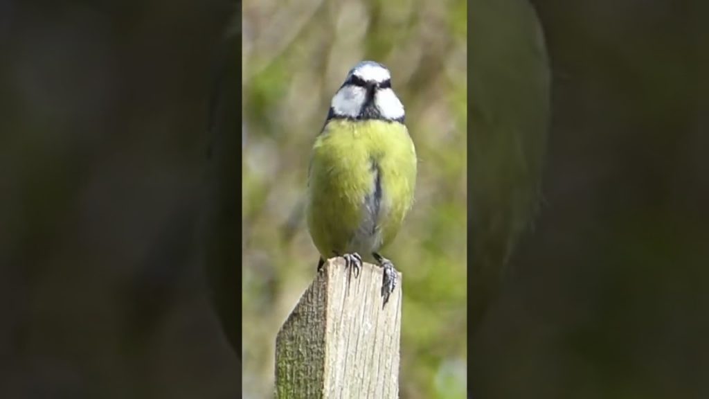 #shorts | Bird watching | Jusna