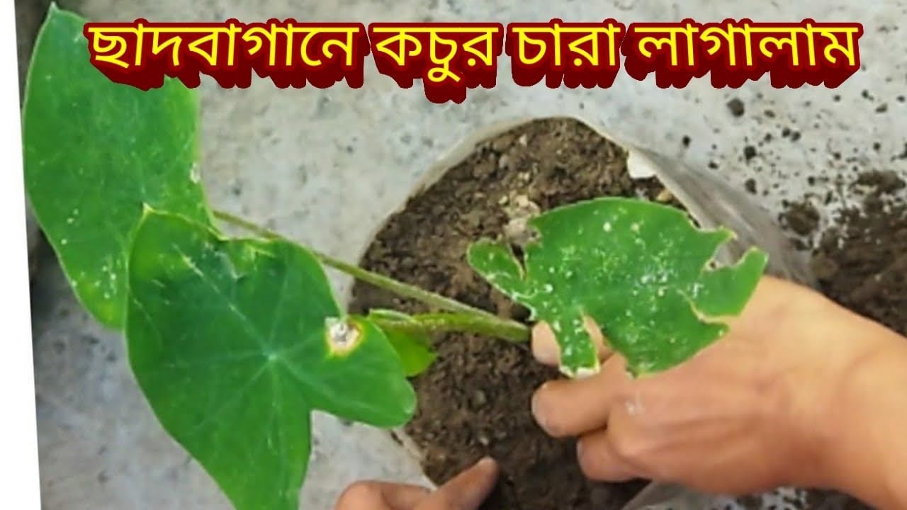 ছাদবাগানে কচুর চারা রোপণ  করলাম।| Vegitable Garden on Rooftop | Bengali village vlog