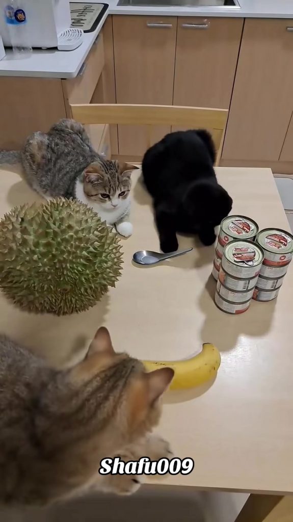 @shafu009 #粉丝一千万#pet#pets#cute#funny#viral#cat#funnycat#funnyvideos#foryou#IoI#f...