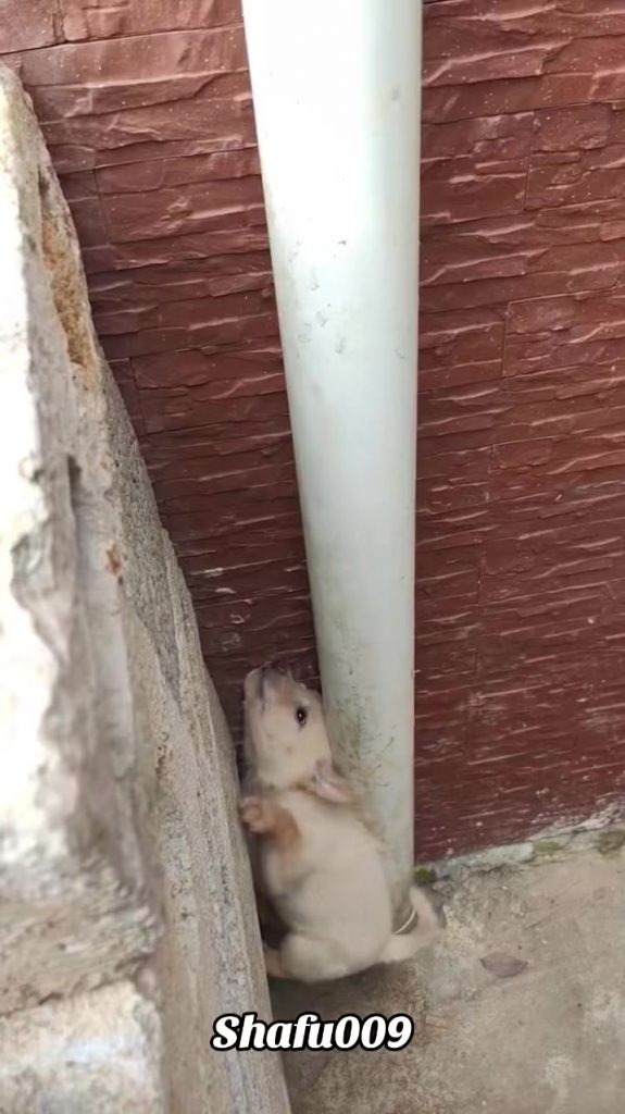 @shafu009 #粉丝一千万#pet#pets#cute#funny#viral#dog#funnydog#funnyvideos#foryou#IoI#f...