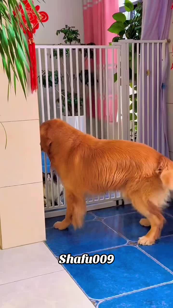 @shafu009 #粉丝一千万#pet#pets#cute#funny#viral#dog#funnydog#funnyvideos#foryou#IoI#f...