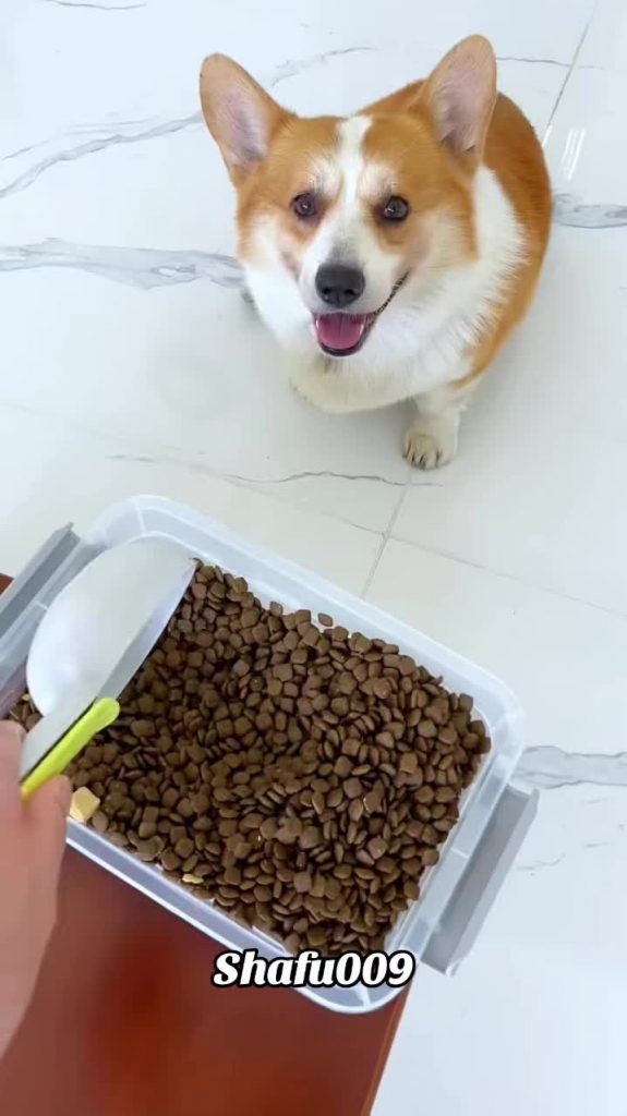 @shafu009 #粉丝一千万#pet#pets#cute#funny#viral#dog#funnydog#funnyvideos#foryou#IoI#f...