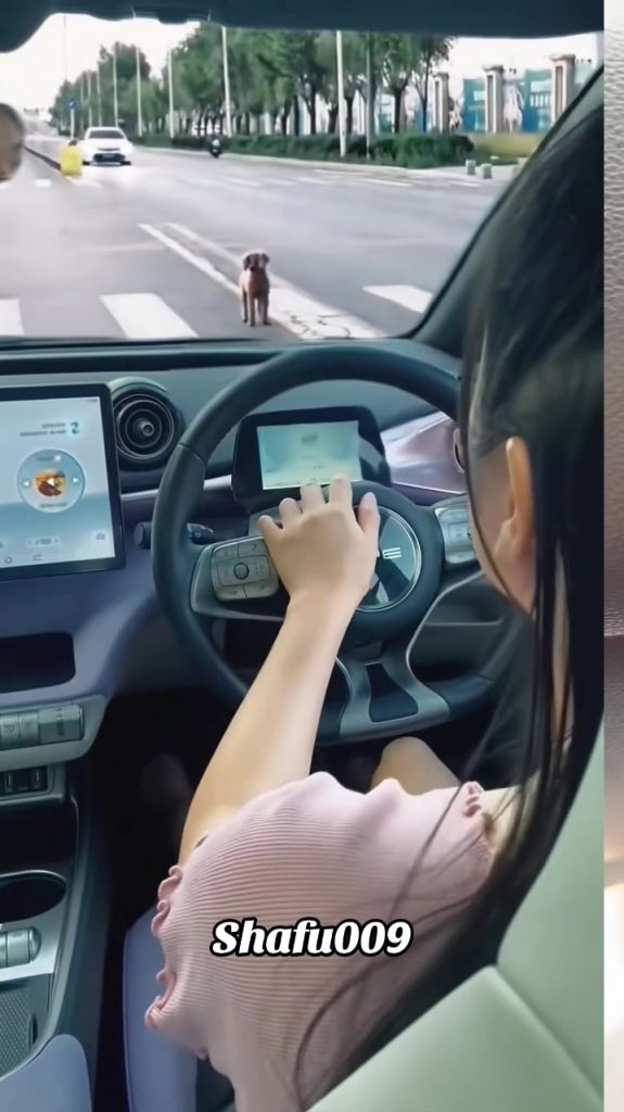 @shafu009 #粉丝一千万#pet#pets#cute#funny#viral#dog#funnydog#funnyvideos#foryou#IoI#f...