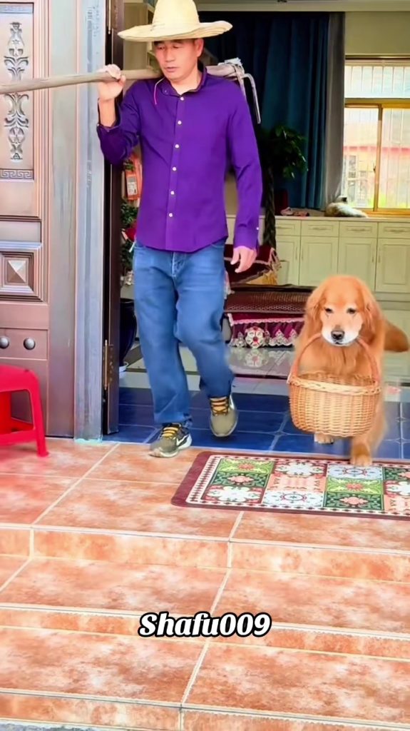 @shafu009 #粉丝一千万#pet#pets#cute#funny#viral#dog#funnydog#funnyvideos#foryou#IoI#f...