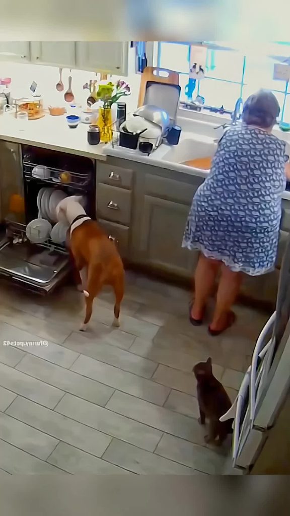 @funny.pets____ Funny animals  #pet #cat #dog #cute #animals #foryou #typ ...