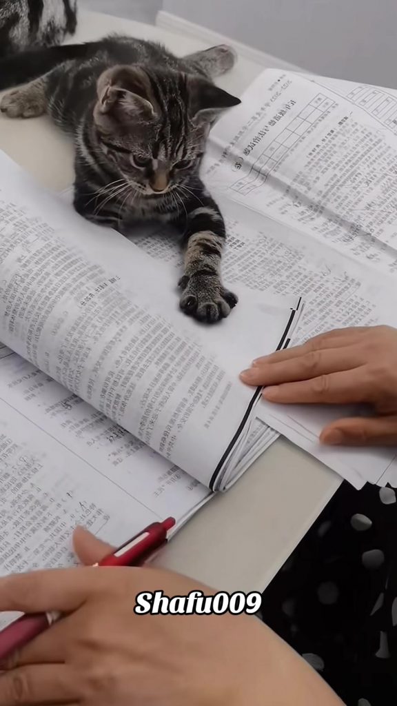 @shafu009 #粉丝一千万#pet#pets#cute#funny#viral#cat#funnycat#funnyvideos#foryou#IoI#f...