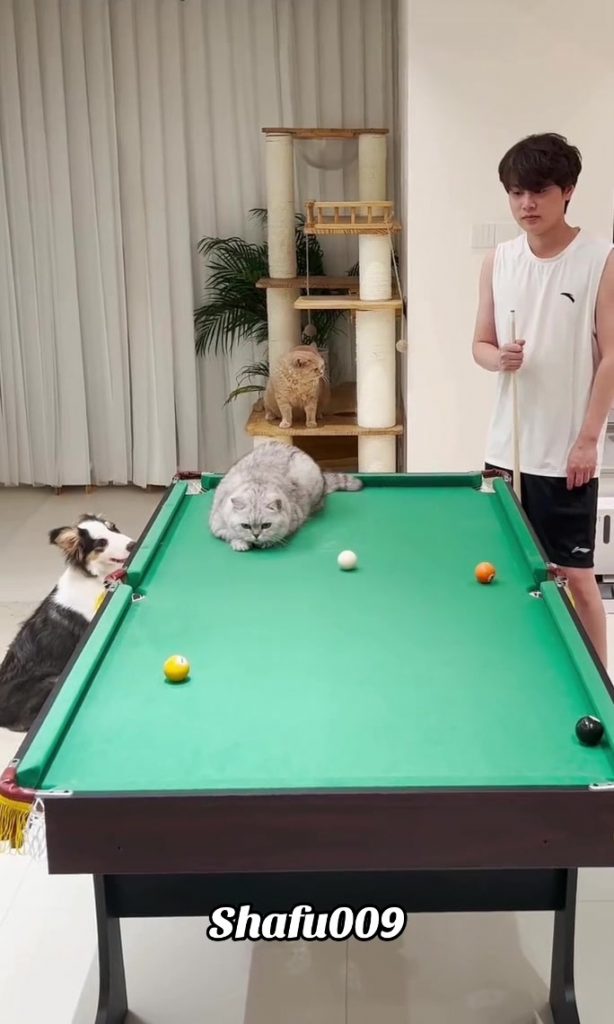 @shafu009 #粉丝一千万#pet#pets#cute#funny#viral#cat#funnycat#funnyvideos#foryou#IoI#f...