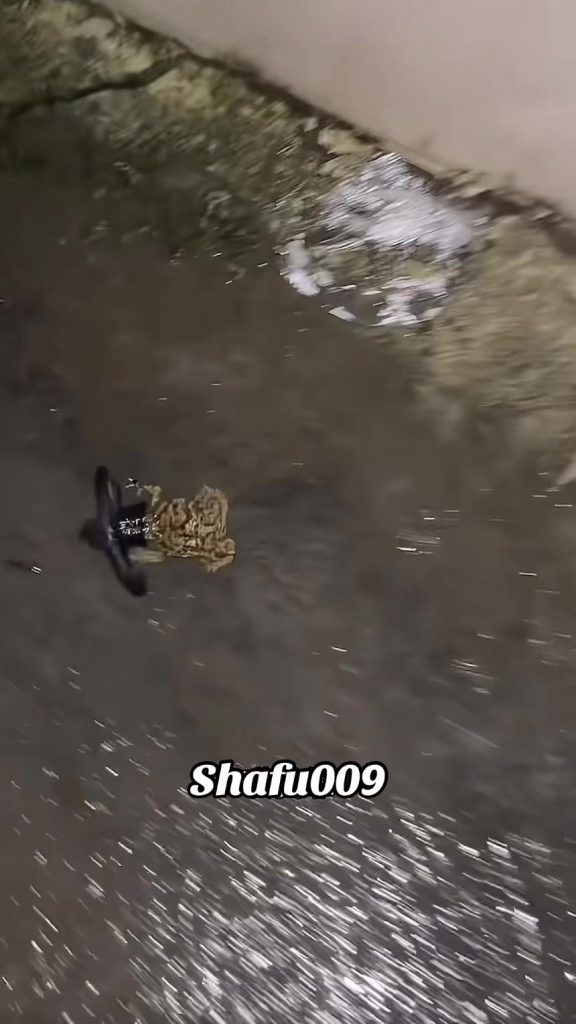 @shafu009 #粉丝一千万#pet#pets#cute#funny#viral#funnyvideos#foryou#IoI#fyp#fypシ゚  ...