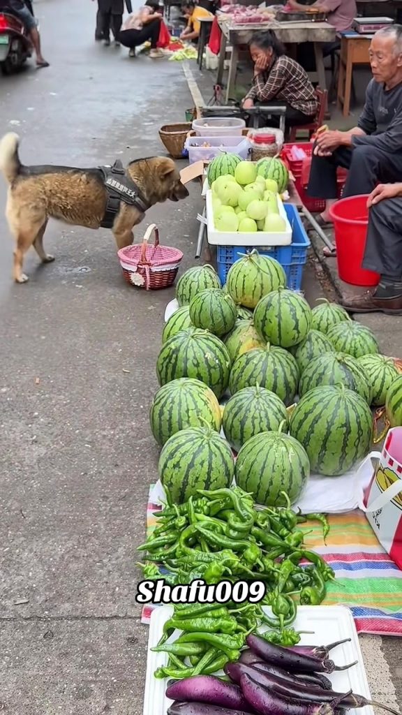 @shafu009 #粉丝一千万#pet#pets#cute#funny#viral#dog#funnydog#funnyvideos#foryou#IoI#f...