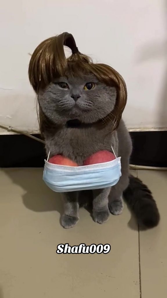 @shafu009 #粉丝一千万#pet#pets#cute#funny#viral#cat#funnycat#funnyvideos#foryou#IoI#f...