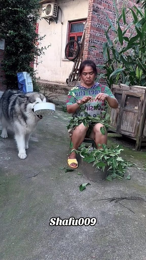 @shafu009 #粉丝一千万#pet#pets#cute#funny#viral#dog#funnydog#funnyvideos#foryou#IoI#f...