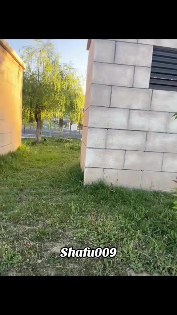 @shafu009 #粉丝一千万#pet#pets#cute#funny#viral#dog#funnydog#funnyvideos#foryou#IoI#f...