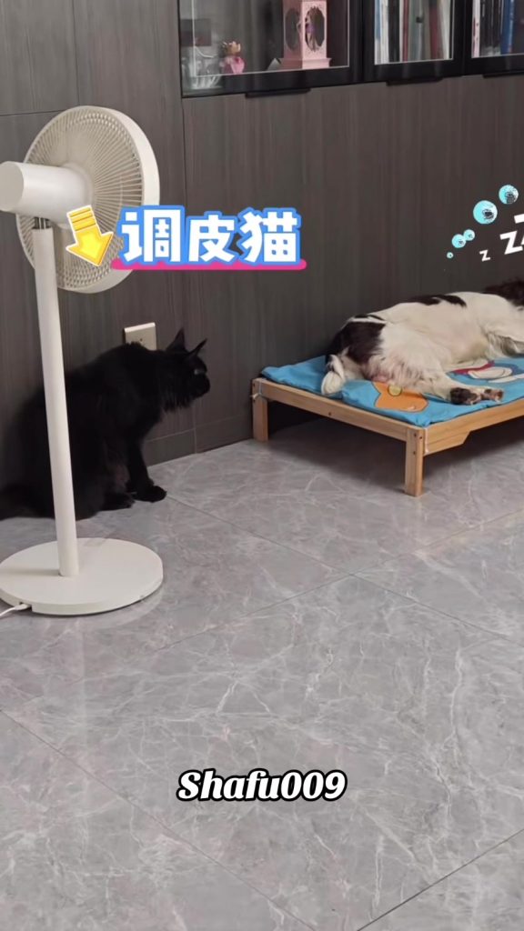 @shafu009 #粉丝一千万#pet#pets#cute#funny#viral#dog#funnydog#funnyvideos#foryou#IoI#f...