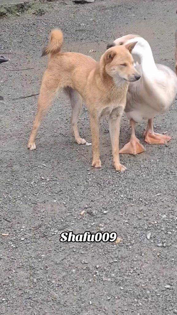 @shafu009 #粉丝一千万#pet#pets#cute#funny#viral#dog#funnydog#funnyvideos#foryou#IoI#f...