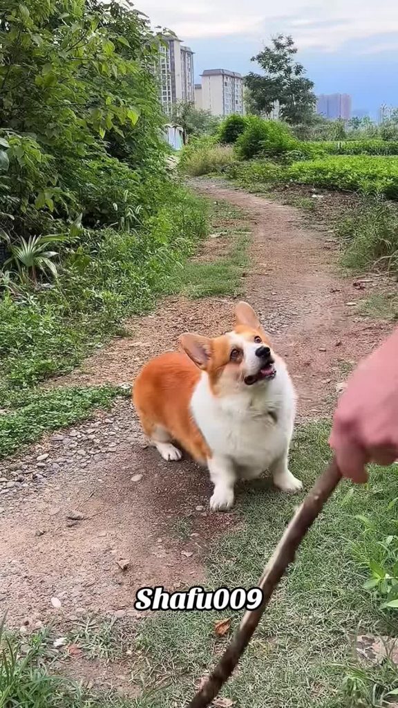 @shafu009 #粉丝一千万#pet#pets#cute#funny#viral#dog#funnydog#funnyvideos#foryou#IoI#f...