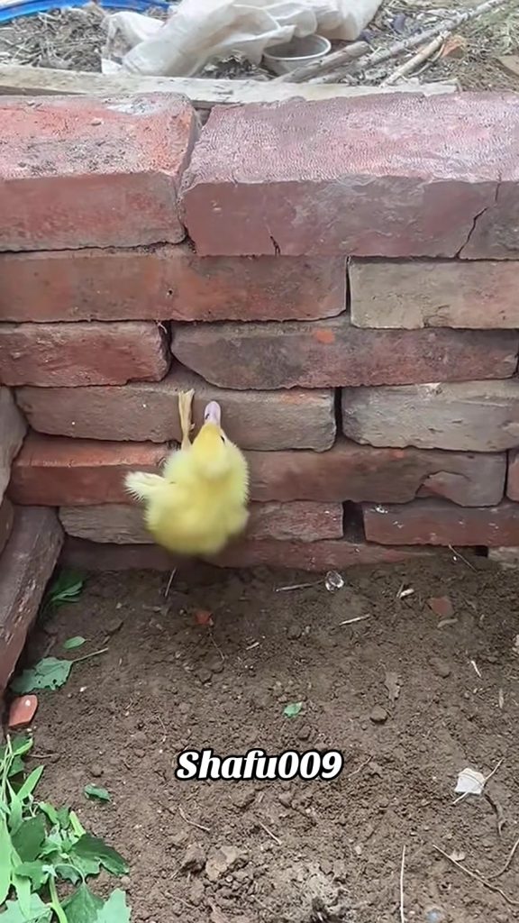 @shafu009 #粉丝一千万#pet#pets#cute#funny#viral#funnyvideos#foryou#IoI#fyp#fypシ゚  ...