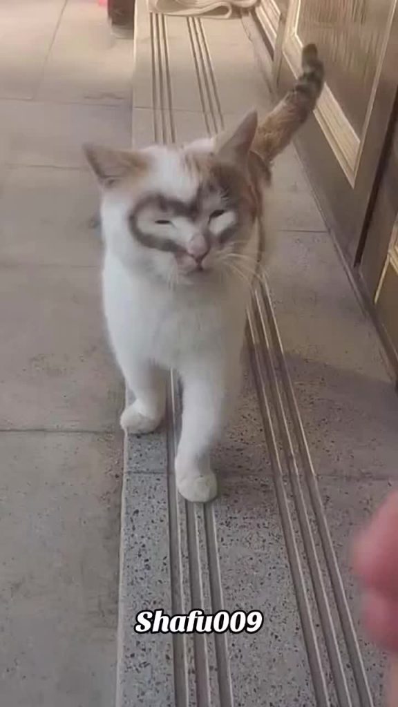 @shafu009 #粉丝一千万#pet#pets#cute#funny#viral#cat#funnycat#funnyvideos#foryou#IoI#f...