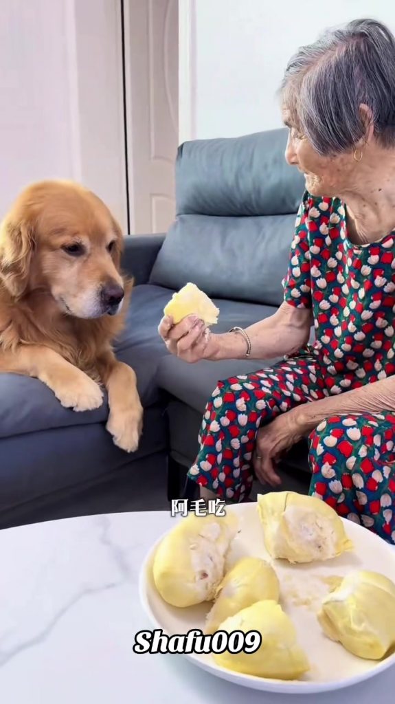 @shafu009 #粉丝一千万#pet#pets#cute#funny#viral#dog#funnydog#funnyvideos#foryou#IoI#f...