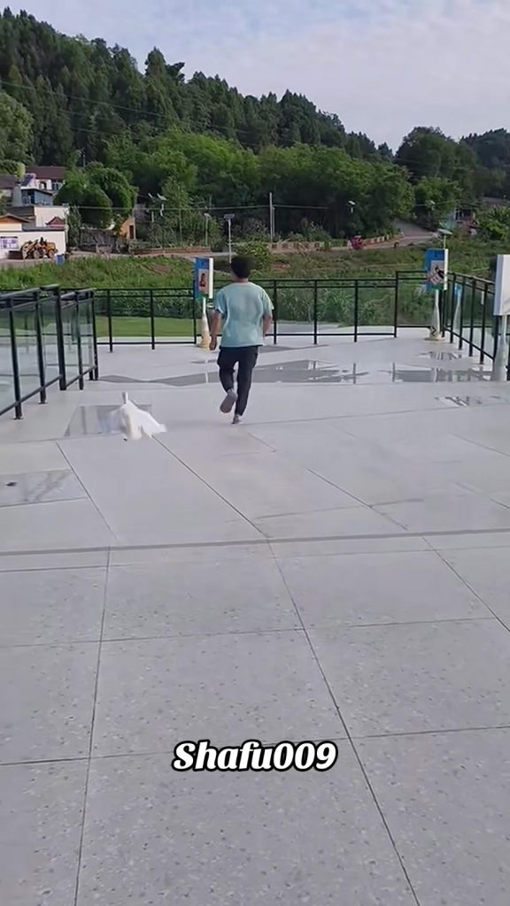 @shafu009 #粉丝一千万#pet#pets#cute#funny#viral#funnyvideos#foryou#IoI#fyp#fypシ゚  ...