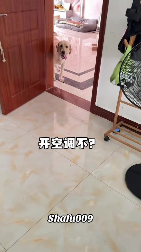 @shafu009 #粉丝一千万#pet#pets#cute#funny#viral#dog#funnydog#funnyvideos#foryou#IoI#f...