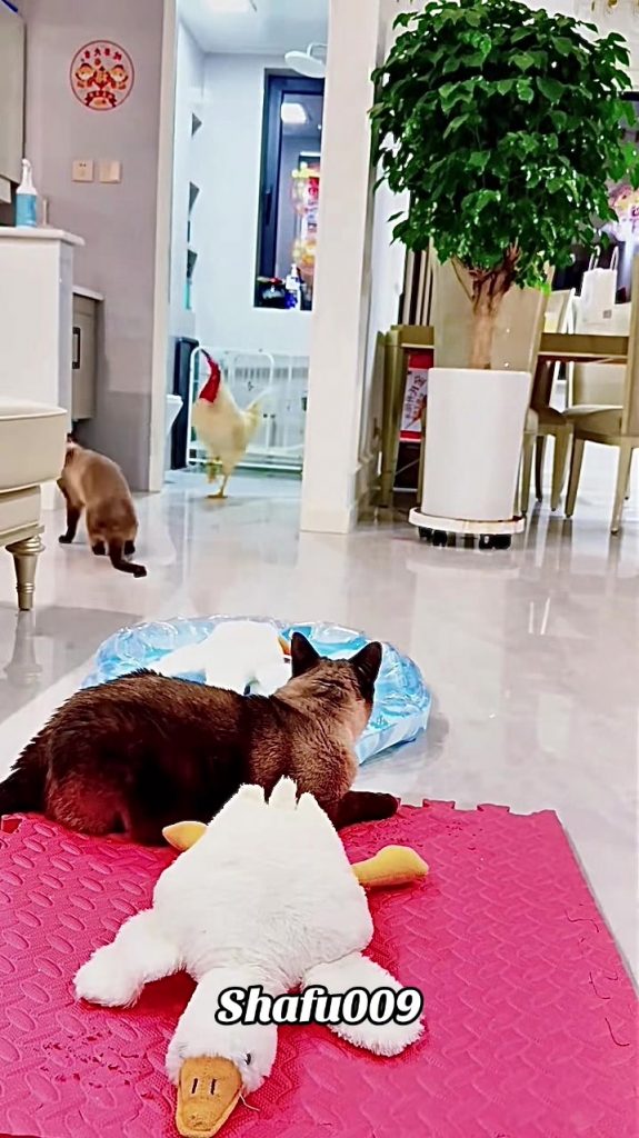 @shafu009 #粉丝一千万#pet#pets#cute#funny#viral#cat#funnycat#funnyvideos#foryou#IoI#f...