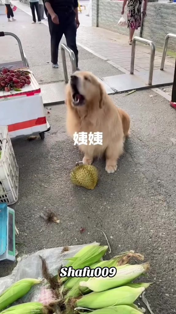 @shafu009 #粉丝一千万#pet#pets#cute#funny#viral#dog#funnydog#funnyvideos#foryou#IoI#f...