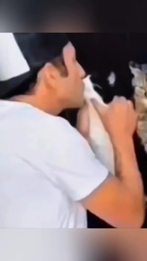 @funny.cat.tiktok82 Funny animals  #pet #cat #dog #cute #animals #foryou #typ ...