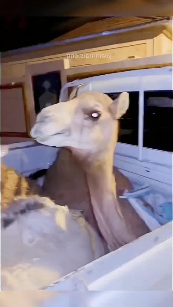 @funny.pets____ Funny animals  #pet #cat #dog #cute #animals #foryou #typ ...