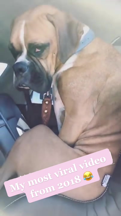 @jillian.harris Remember a few years ago Nacho’s funny antics caused him to go v...