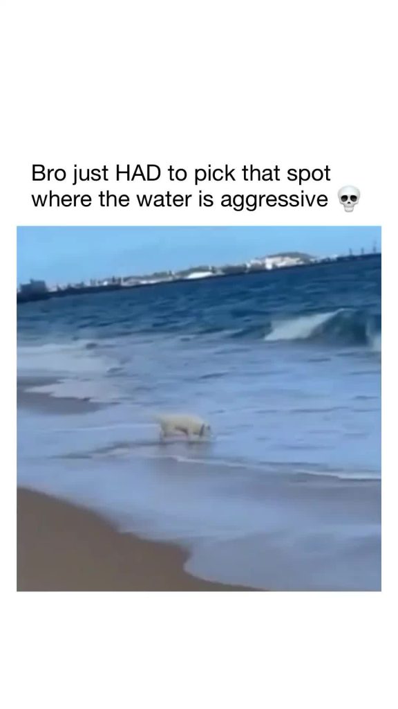 @kristinhicks19696 The End  funny funnyvideos animals dog cat pet viarl foryou f...