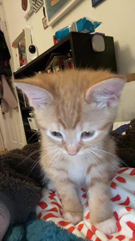 @misuandmatilda Hahahha the yawn looks so funny #cat #catsoftiktok #orangecat #k...