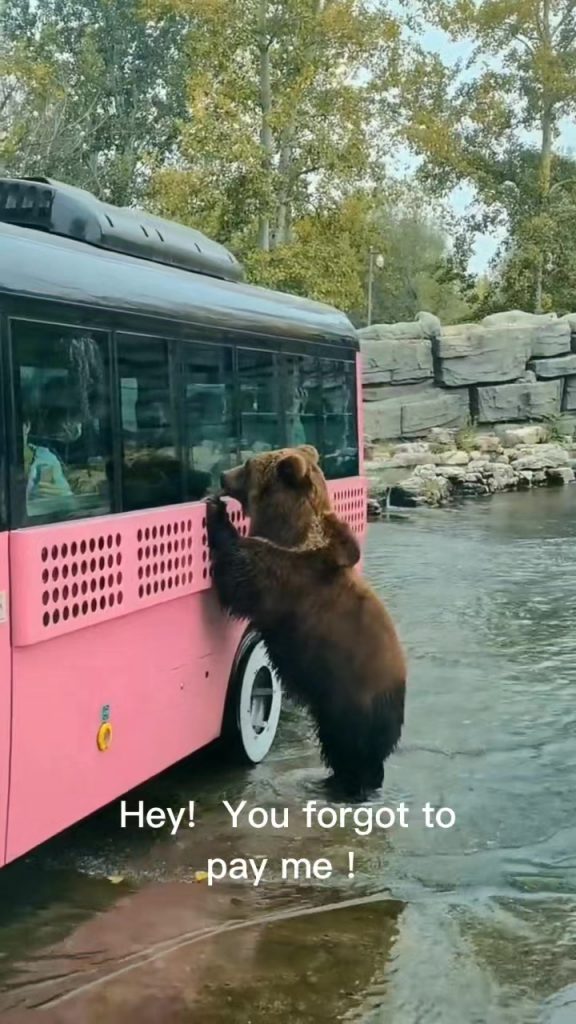 @only2fun6 Hey!  You forgot to pay me! #bear #cute #funny #animal #moment  ...