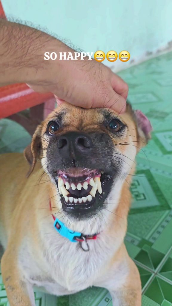 @petcung_7 Mr Gấu - Phần 566: Funny dog#petcung #dog #xuhuong #trending  ...