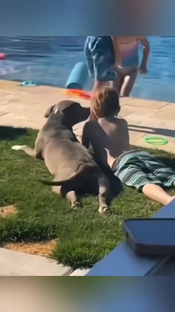 @pets.funny.cute98 Funny stories about babies and dog  #pet #cat #dog #cute #ani...