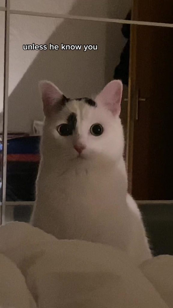 @raymondthecatman he‘s just so real #catsoftiktok #cattok #foryou  ...