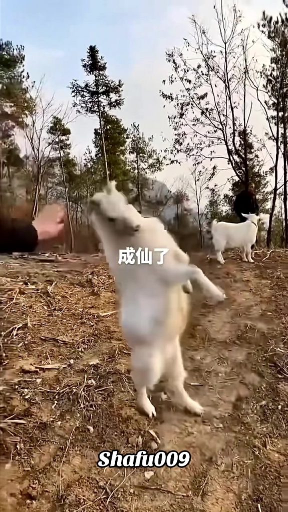 @shafu009 #粉丝一千万#pet#pets#cute#funny#viral#animals#funnyvideos#foryou#IoI#fy#fyp...