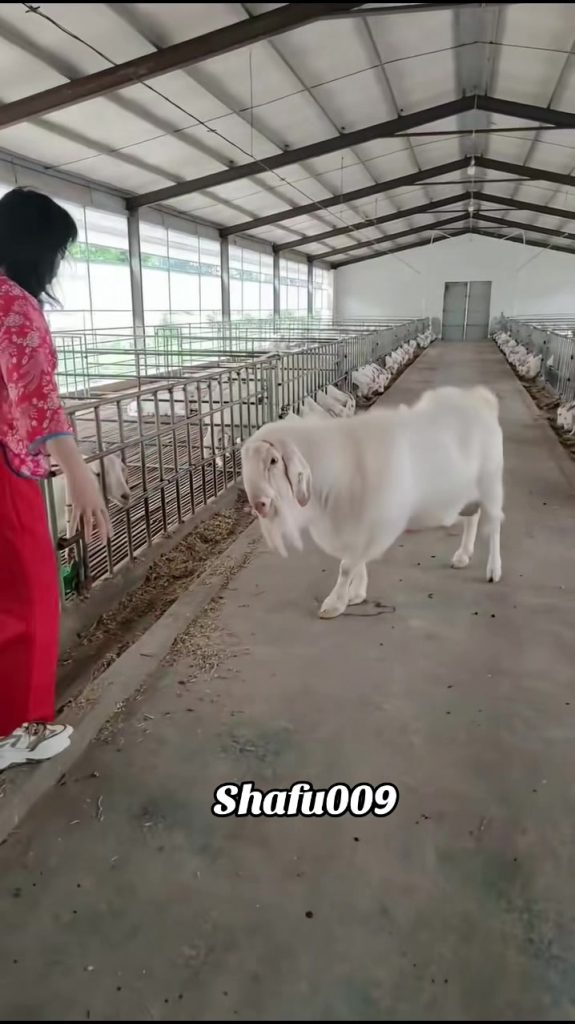 @shafu009 #粉丝一千万#pet#pets#cute#funny#viral#animals#funnyvideos#foryou#IoI#fyp#fy...