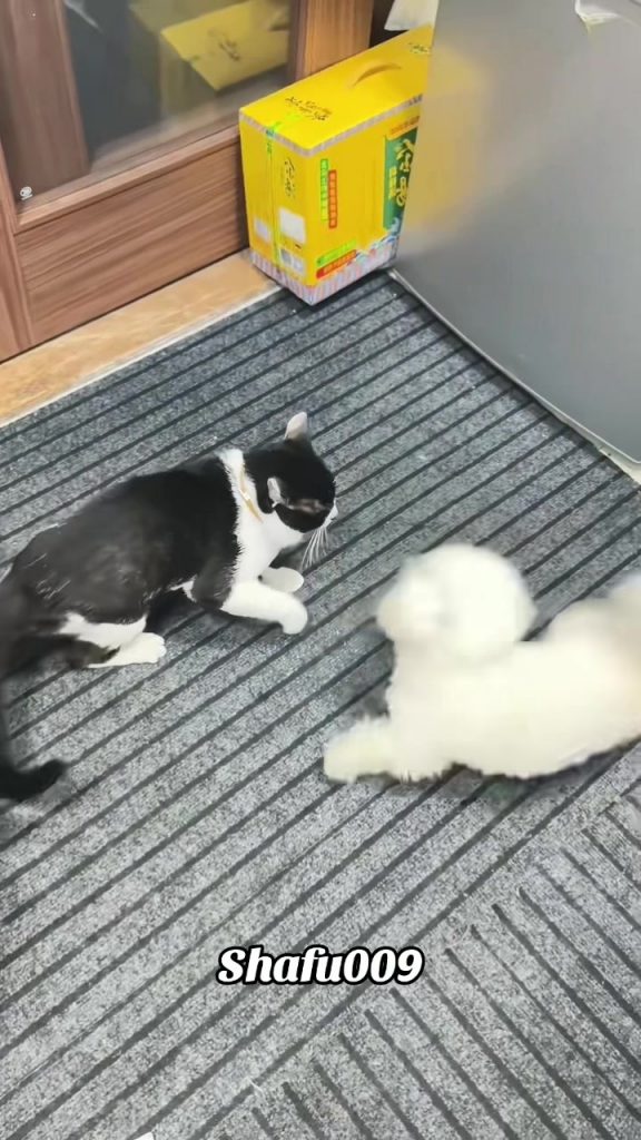 @shafu009 #粉丝一千万#pet#pets#cute#funny#viral#cat#dog#funnyvideos#foryou#IoI#fyp#fy...