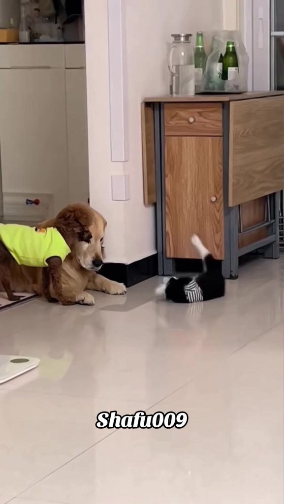 @shafu009 #粉丝一千万#pet#pets#cute#funny#viral#cat#funnycat#funnyvideos#foryou#IoI#f...