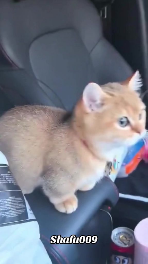 @shafu009 #粉丝一千万#pet#pets#cute#funny#viral#cat#funnycat#funnyvideos#foryou#IoI#f...