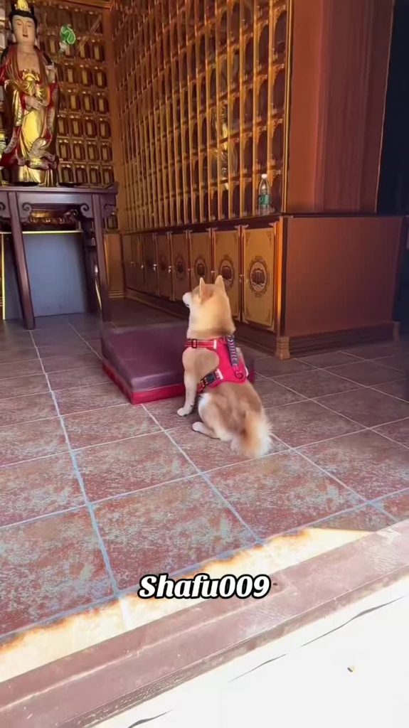 @shafu009 #粉丝一千万#pet#pets#cute#funny#viral#dog#dogsoftiktok#funnyvideos#foryou#I...