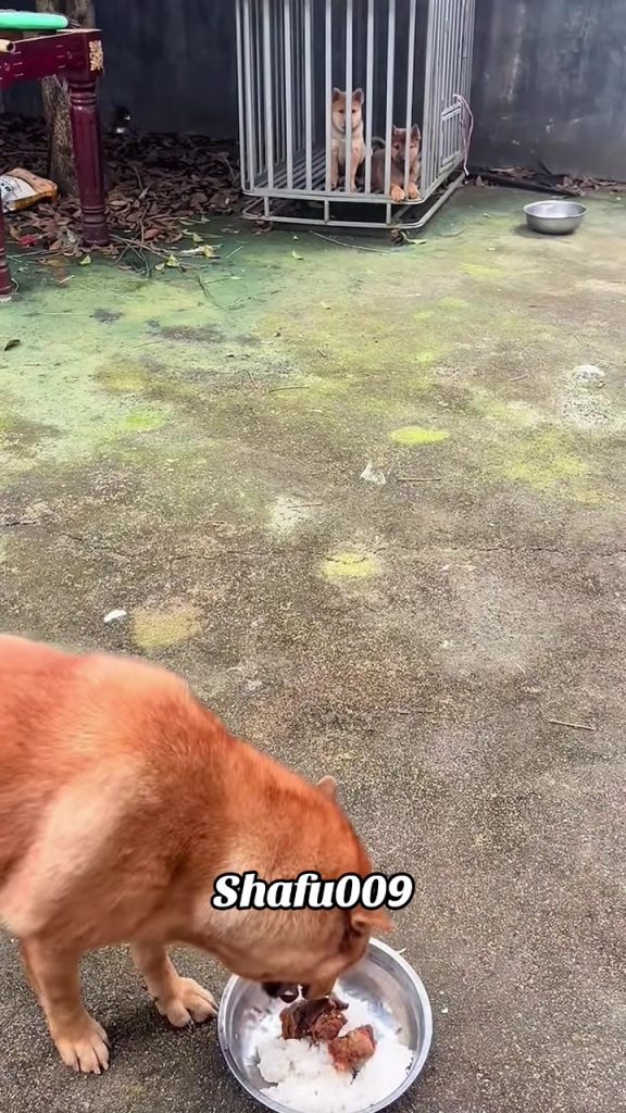 @shafu009 #粉丝一千万#pet#pets#cute#funny#viral#dog#dogsoftiktok#funnyvideos#foryou#I...