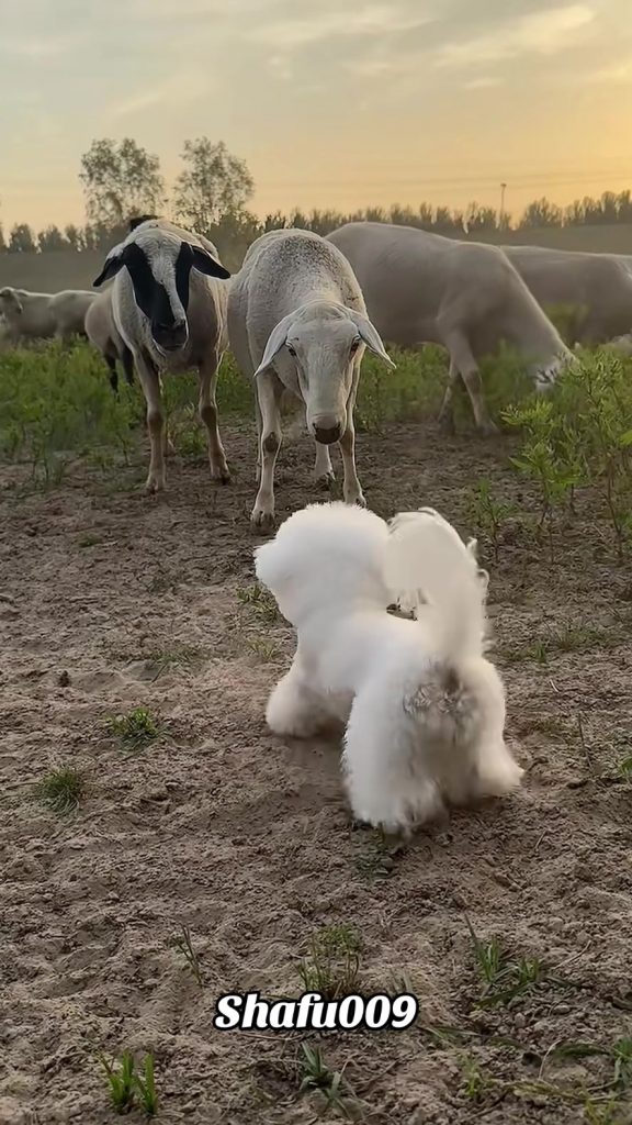 @shafu009 #粉丝一千万#pet#pets#cute#funny#viral#dog#funnydog#animals#funnyvideos#fory...