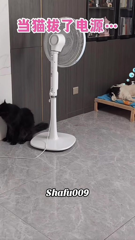 @shafu009 #粉丝一千万#pet#pets#cute#funny#viral#dog#funnydog#funnyvideos#foryou#IoI#f...