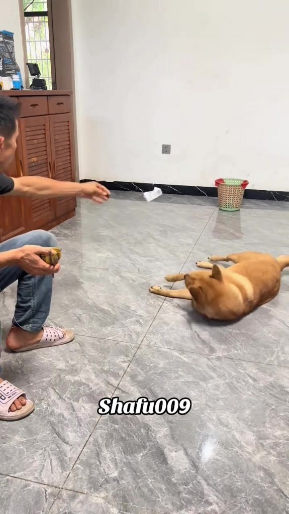 @shafu009 #粉丝一千万#pet#pets#cute#funny#viral#dog#funnydog#funnyvideos#foryou#fyp#f...