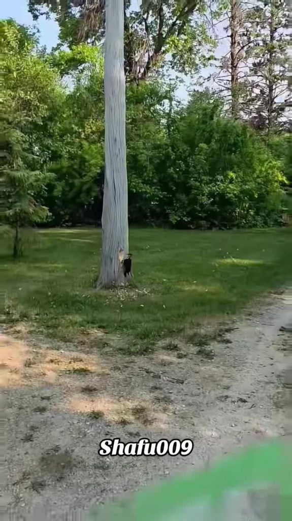 @shafu009 #粉丝一千万#pet#pets#cute#funny#viral#funnyvideos#foryou#IoI#fyp#fypシ゚  ...