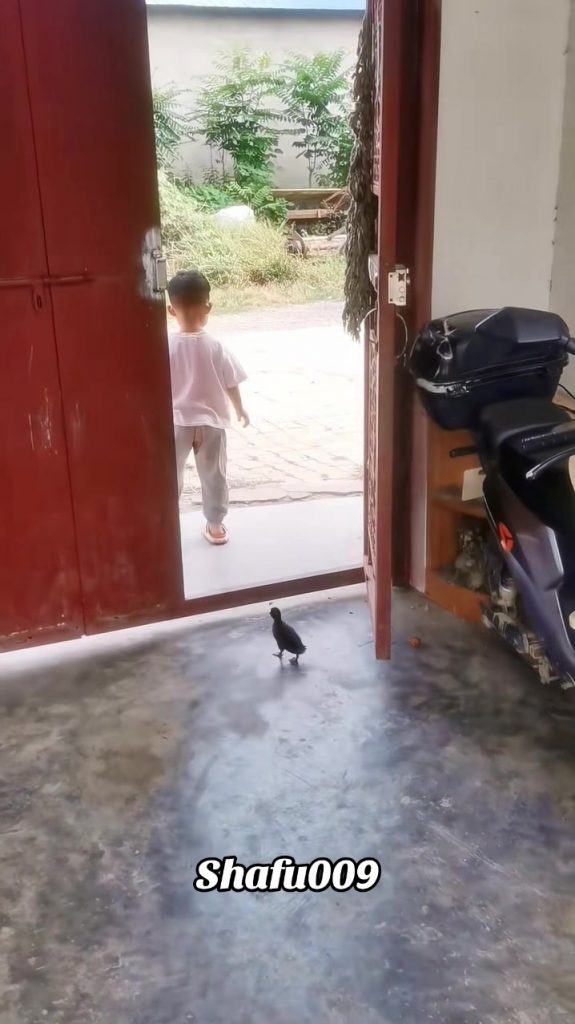 @shafu009 #粉丝一千万#pet#pets#cute#funny#viral#funnyvideos#foryou#IoI#fyp#fypシ゚  ...