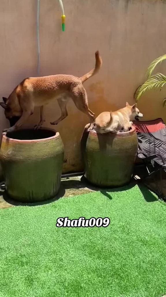 @shafu009 #粉丝一千万#pet#pets#cut#funny#viral#dog#funnydog#funnyvideos#foryou#IoI#fy...