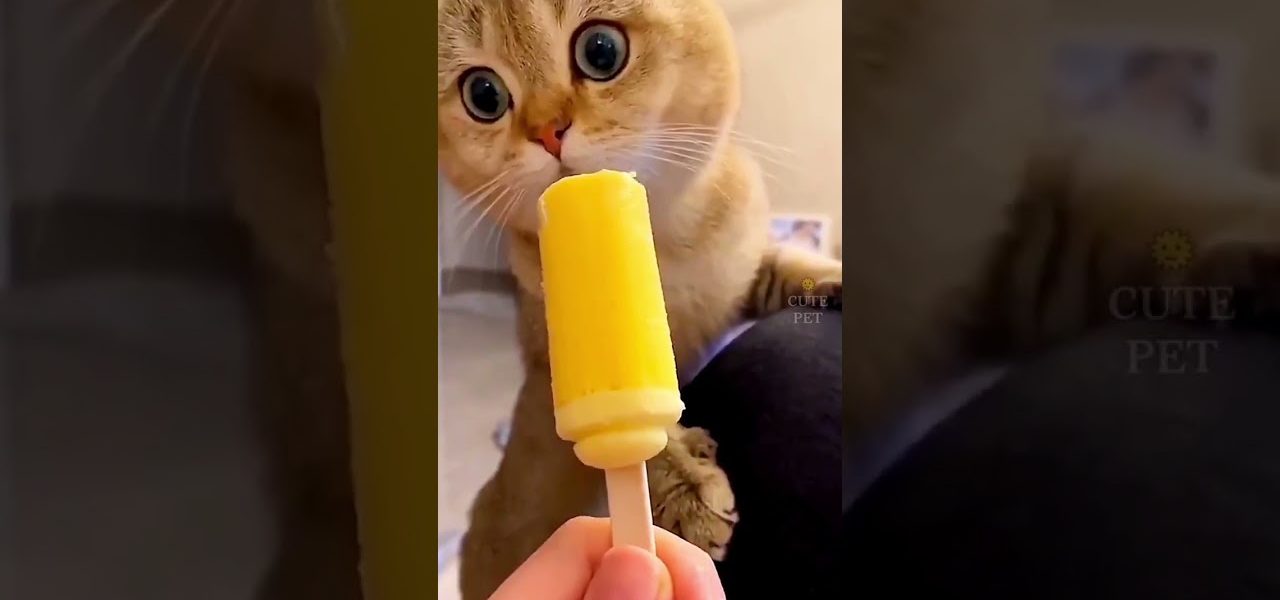 Cute cat dance 😺 #reels #cat #catvideos #funnycatvideos #shorts #trendingshorts #ytcat #funny #cute